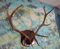 5 x 5 Elk Antlers on Plaque Taxidermy