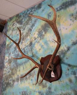 5 x 5 Elk Antlers on Plaque Taxidermy