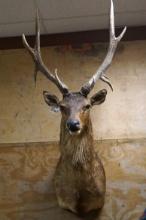 Indian Sambar Shoulder Taxidermy Mount **Texas Residents Only!**