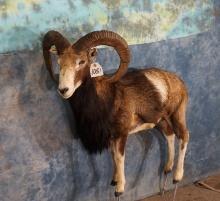 European Mouflon Sheep Full Body Ram Taxidermy Mount