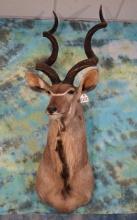Record Book African Greater Kudu Shoulder Taxidermy Mount