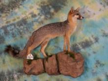 Full Body Gray Fox Taxidermy Wall Mount