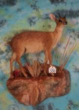 Gold Medal # 38 All Time SCI Record Book African Cape Grysbok Full Body Taxidermy Mount