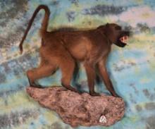 African Chacma Baboon Full Body Taxidermy Wall Mount