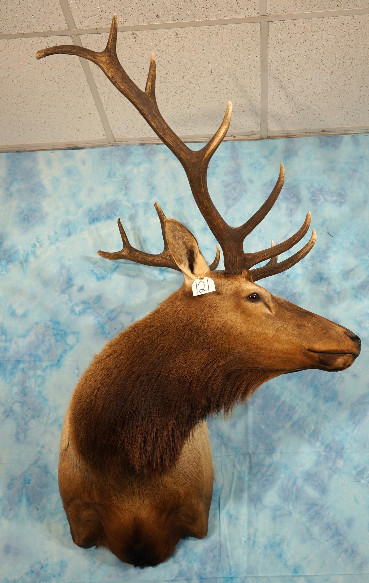 6 x 6 Elk Shoulder Taxidermy Mount