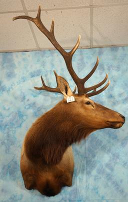 6 x 6 Elk Shoulder Taxidermy Mount