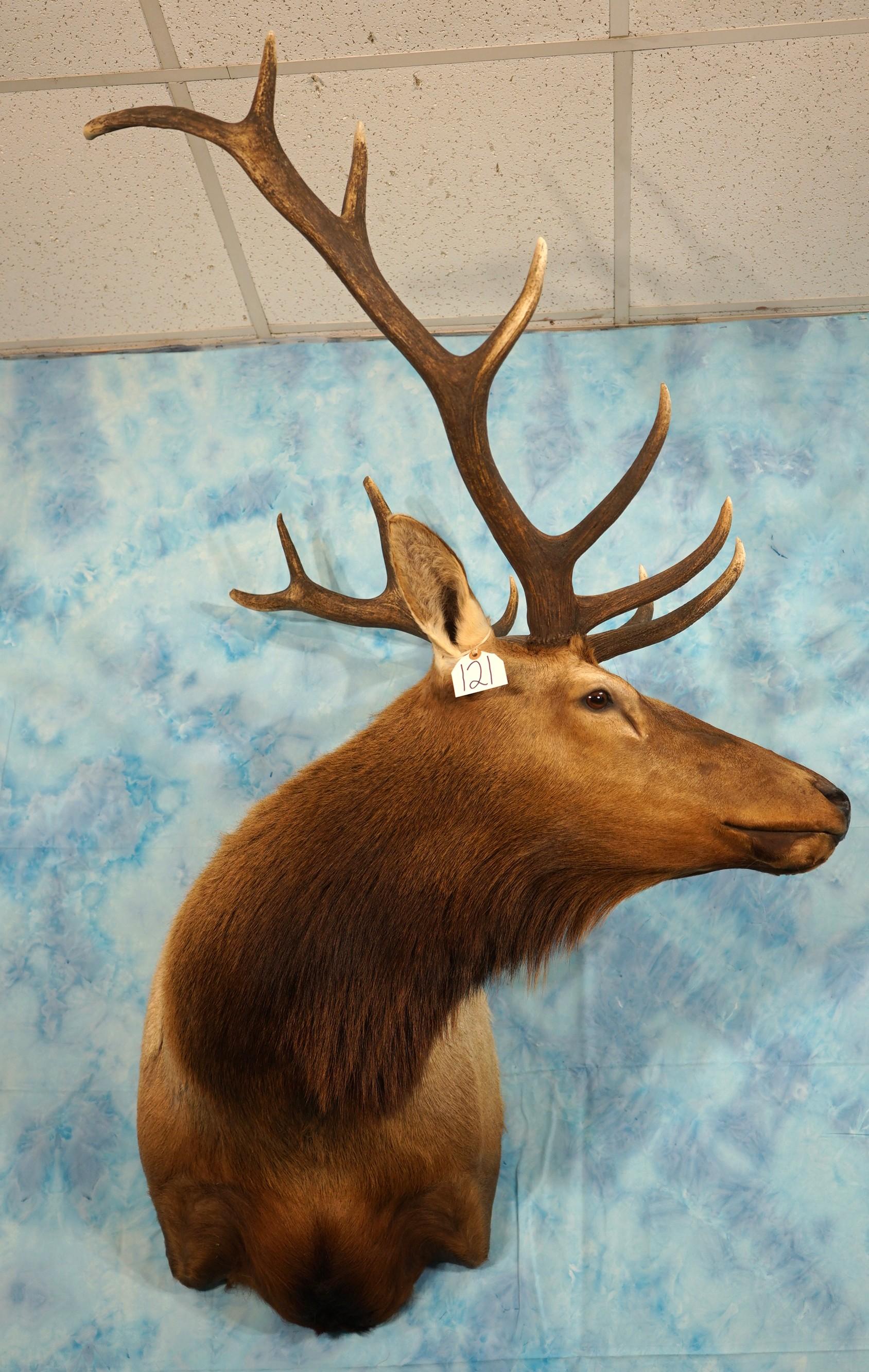 6 x 6 Elk Shoulder Taxidermy Mount