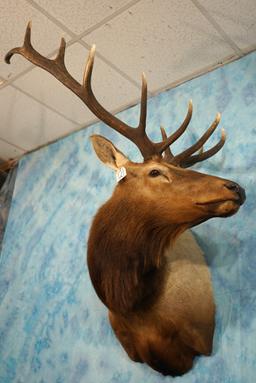 6 x 6 Elk Shoulder Taxidermy Mount