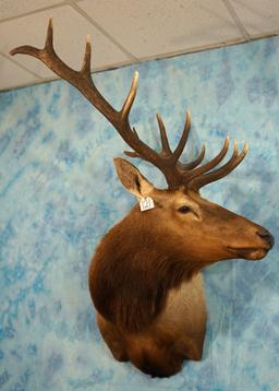 6 x 6 Elk Shoulder Taxidermy Mount
