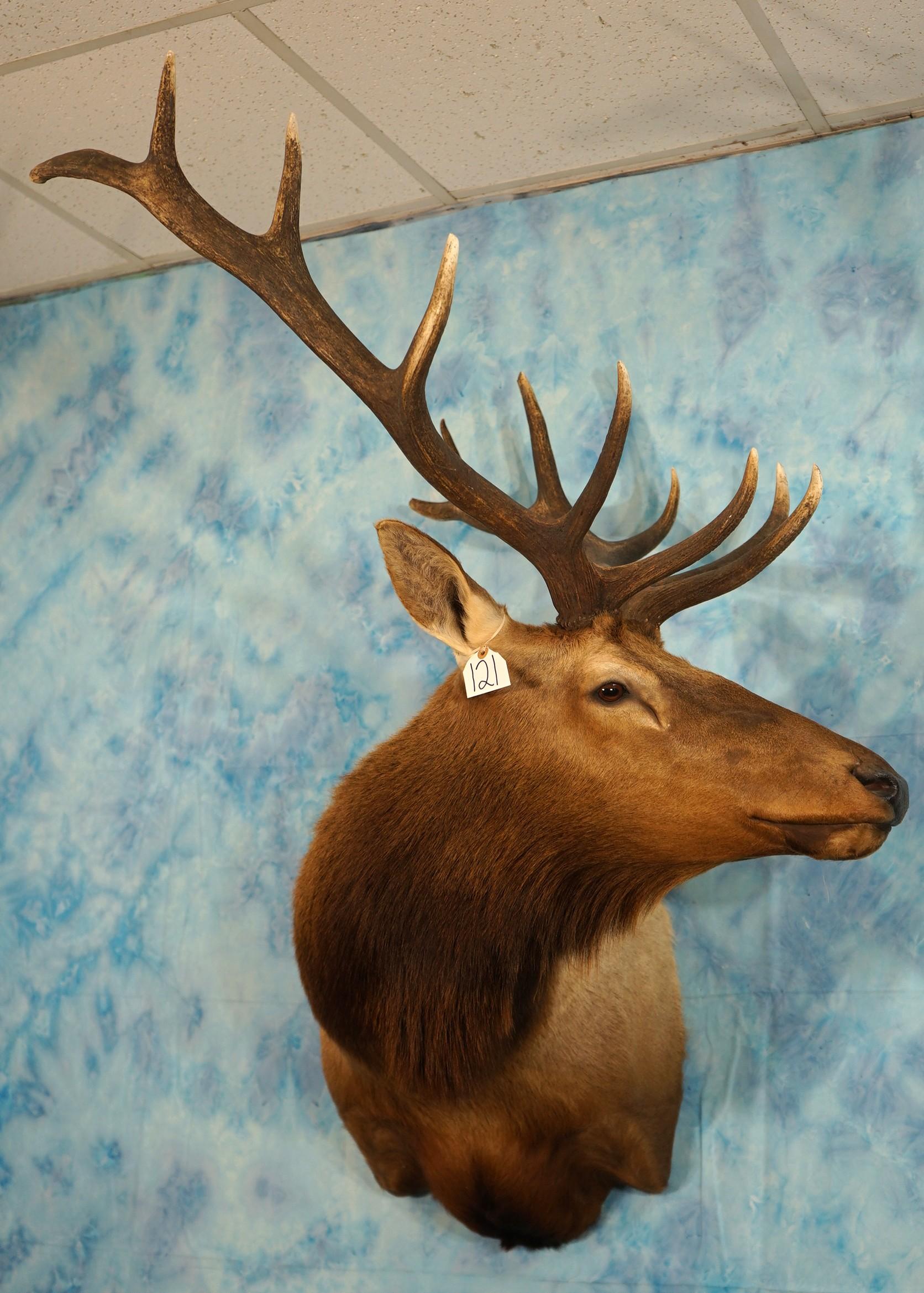 6 x 6 Elk Shoulder Taxidermy Mount