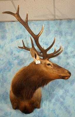 6 x 6 Elk Shoulder Taxidermy Mount