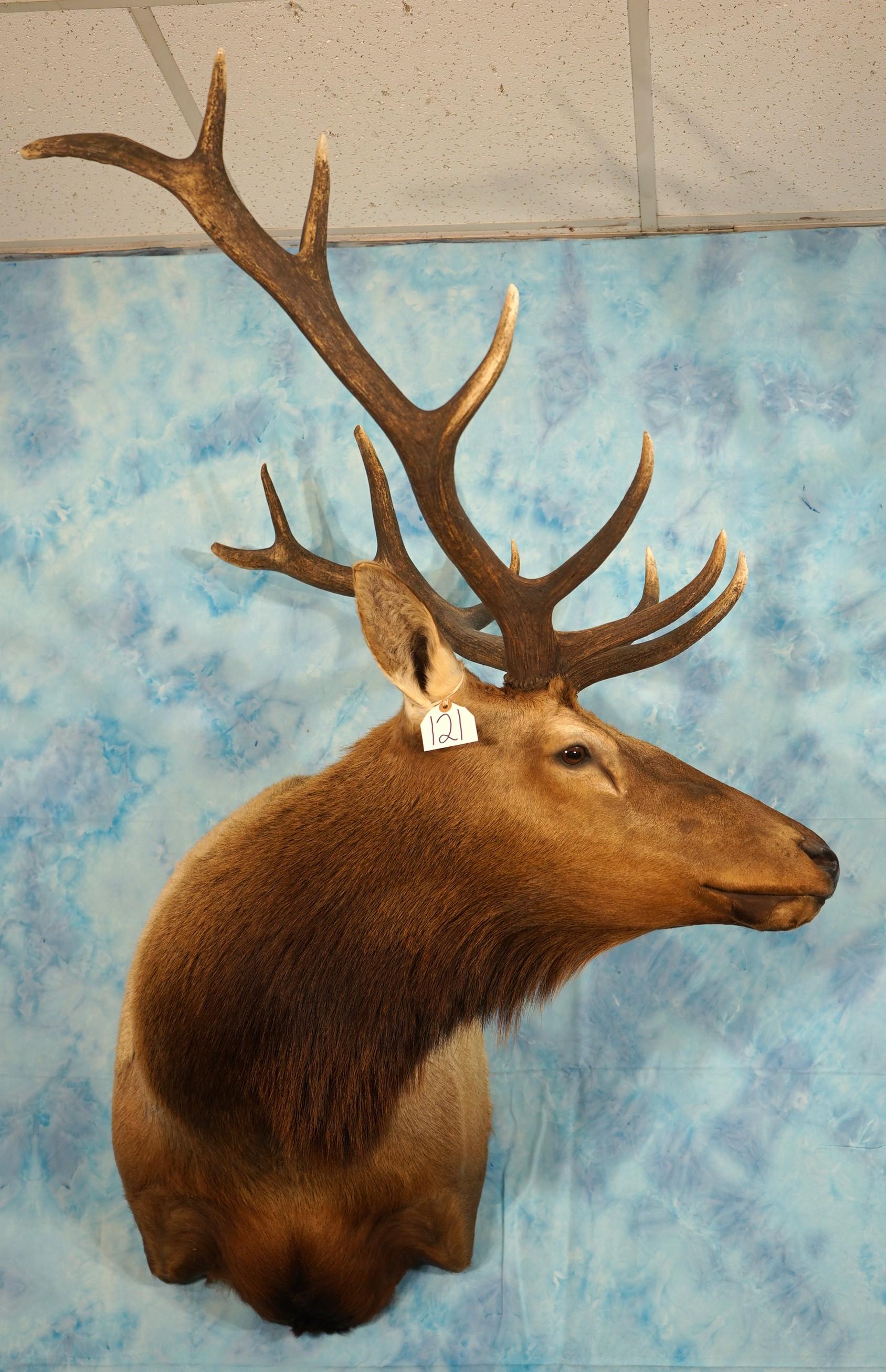 6 x 6 Elk Shoulder Taxidermy Mount