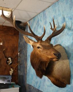 6 x 6 Elk Shoulder Taxidermy Mount