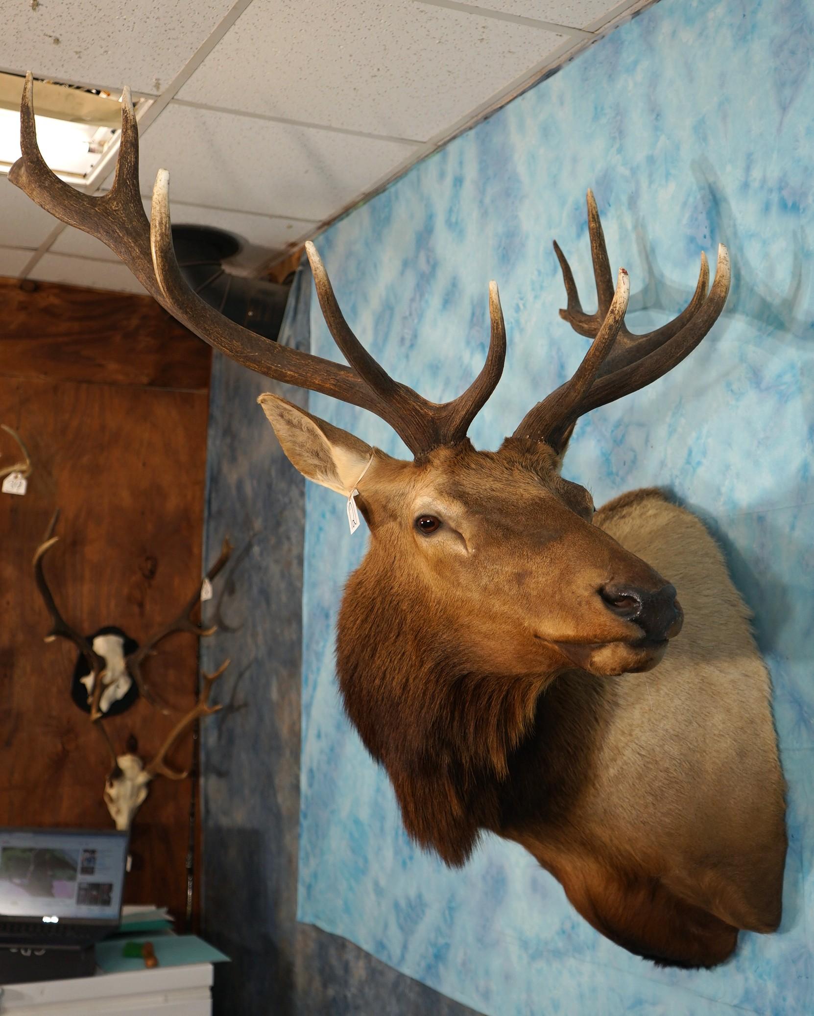 6 x 6 Elk Shoulder Taxidermy Mount