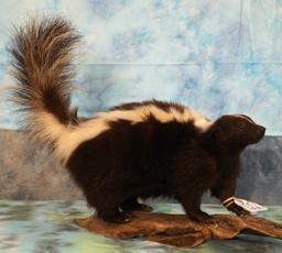 Skunk Full Body Mount