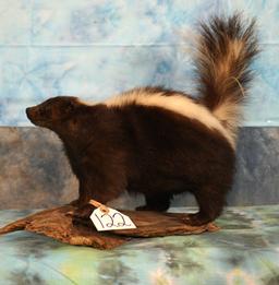 Skunk Full Body Mount