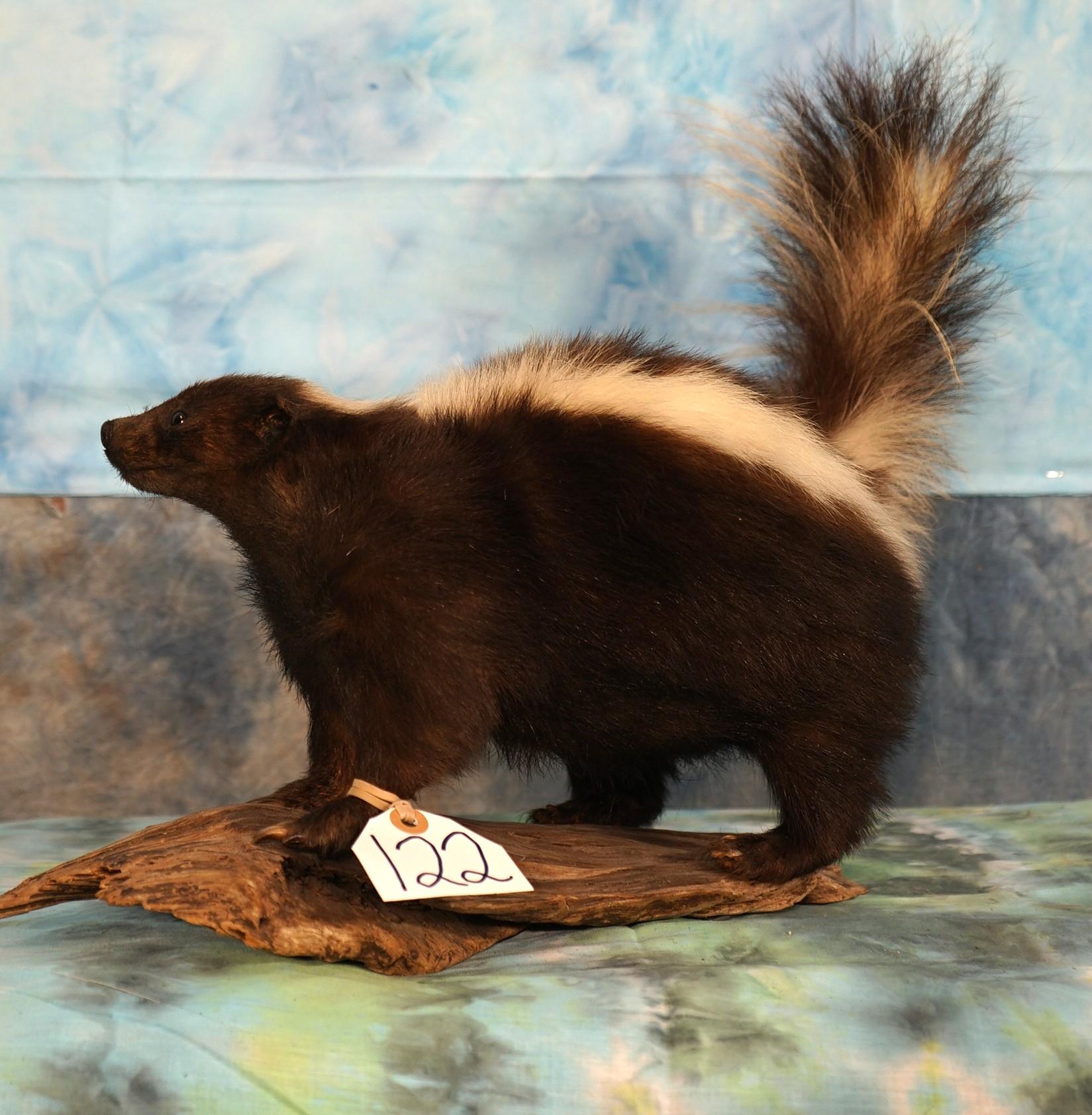 Skunk Full Body Mount