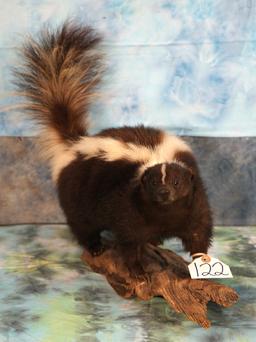 Skunk Full Body Mount