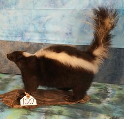 Skunk Full Body Mount