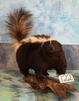 Skunk Full Body Mount