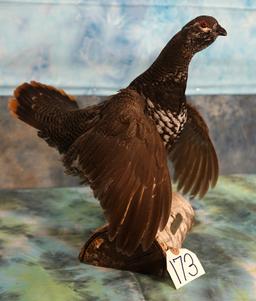 Beautiful Spruce Grouse Taxidermy Bird Mount