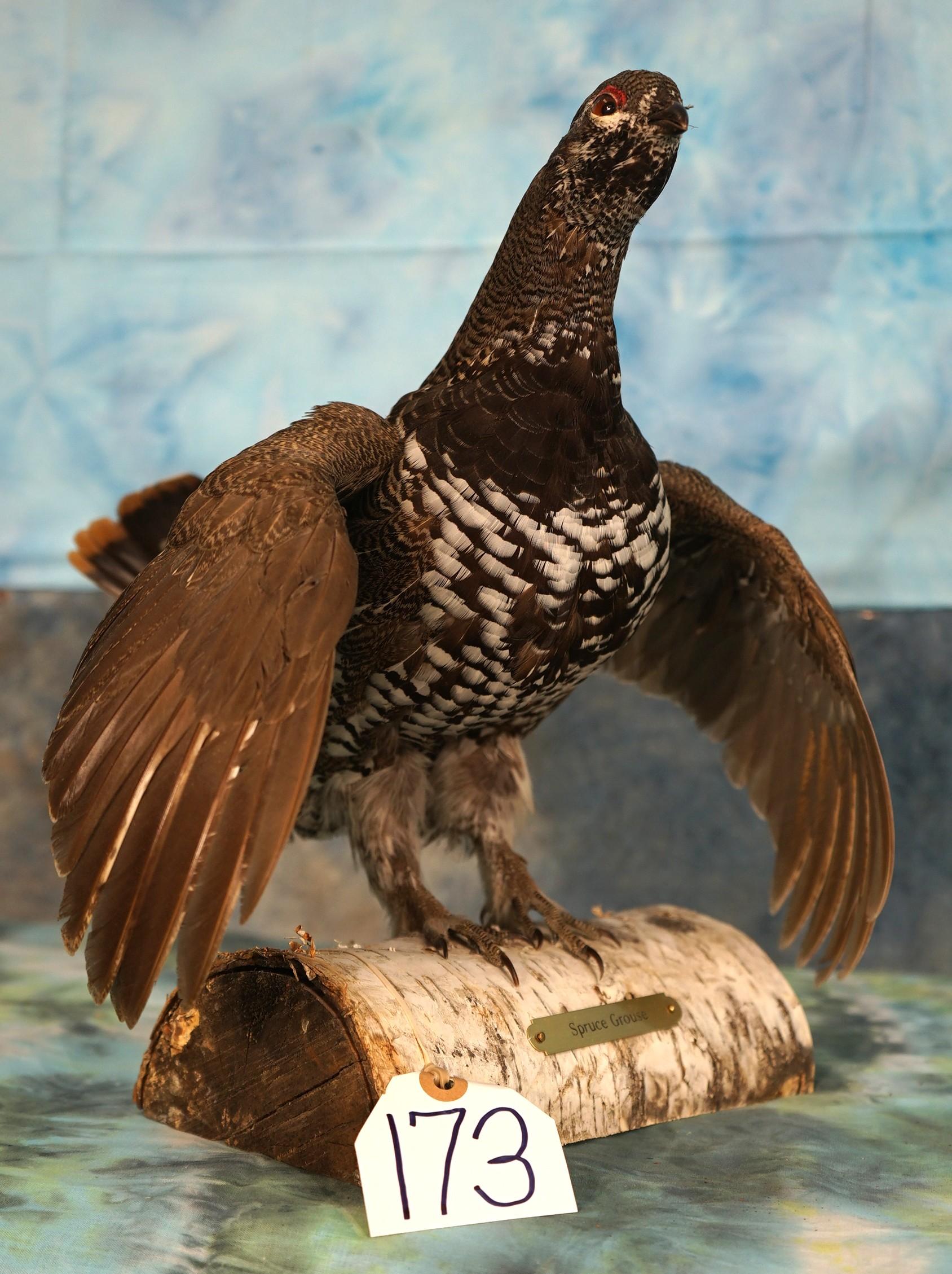 Beautiful Spruce Grouse Taxidermy Bird Mount