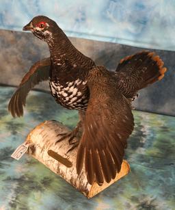 Beautiful Spruce Grouse Taxidermy Bird Mount