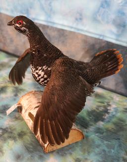 Beautiful Spruce Grouse Taxidermy Bird Mount