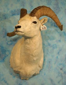 Alaskan Dall Sheep Ram Shoulder Taxidermy Mount