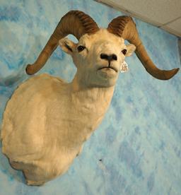 Alaskan Dall Sheep Ram Shoulder Taxidermy Mount