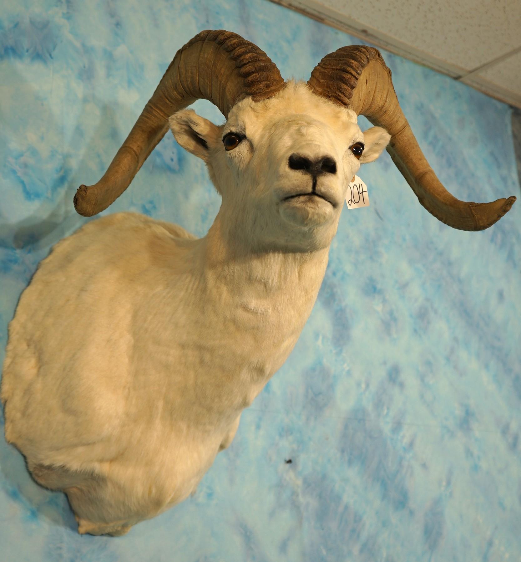 Alaskan Dall Sheep Ram Shoulder Taxidermy Mount