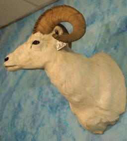 Alaskan Dall Sheep Ram Shoulder Taxidermy Mount