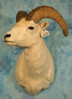 Alaskan Dall Sheep Ram Shoulder Taxidermy Mount