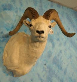 Alaskan Dall Sheep Ram Shoulder Taxidermy Mount