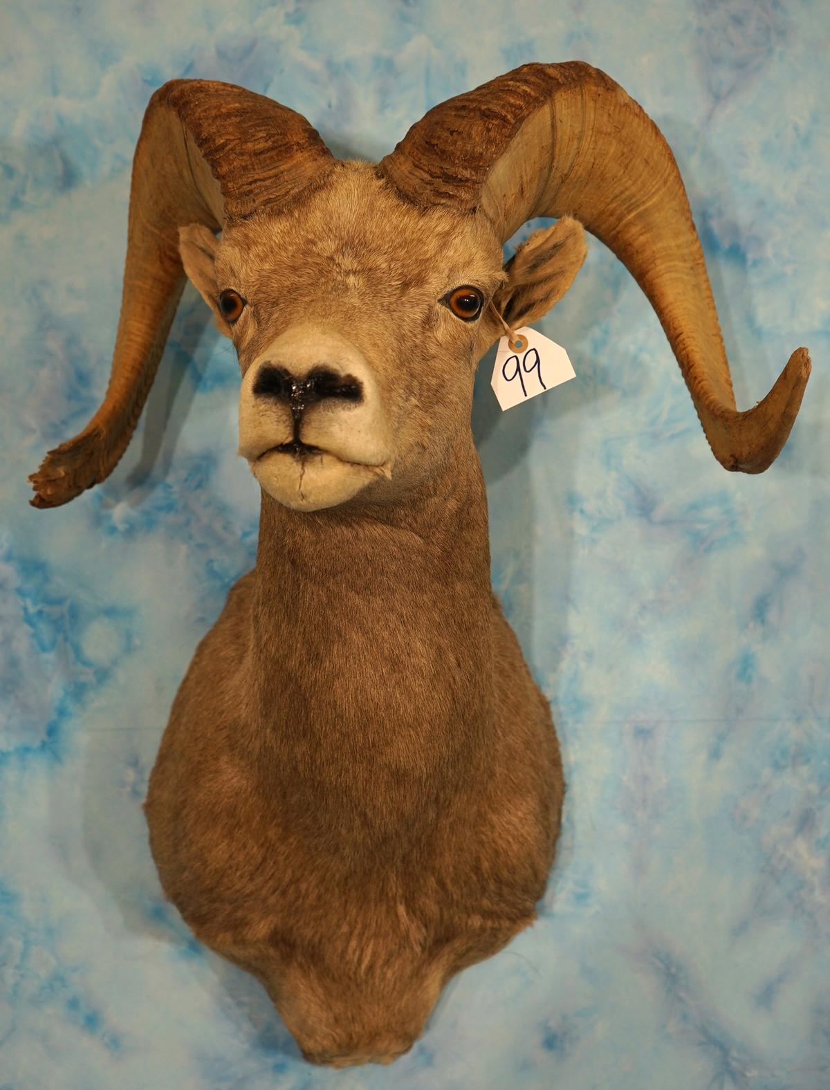 Desert Bighorn Sheep Shoulder Taxidermy Ram Mount