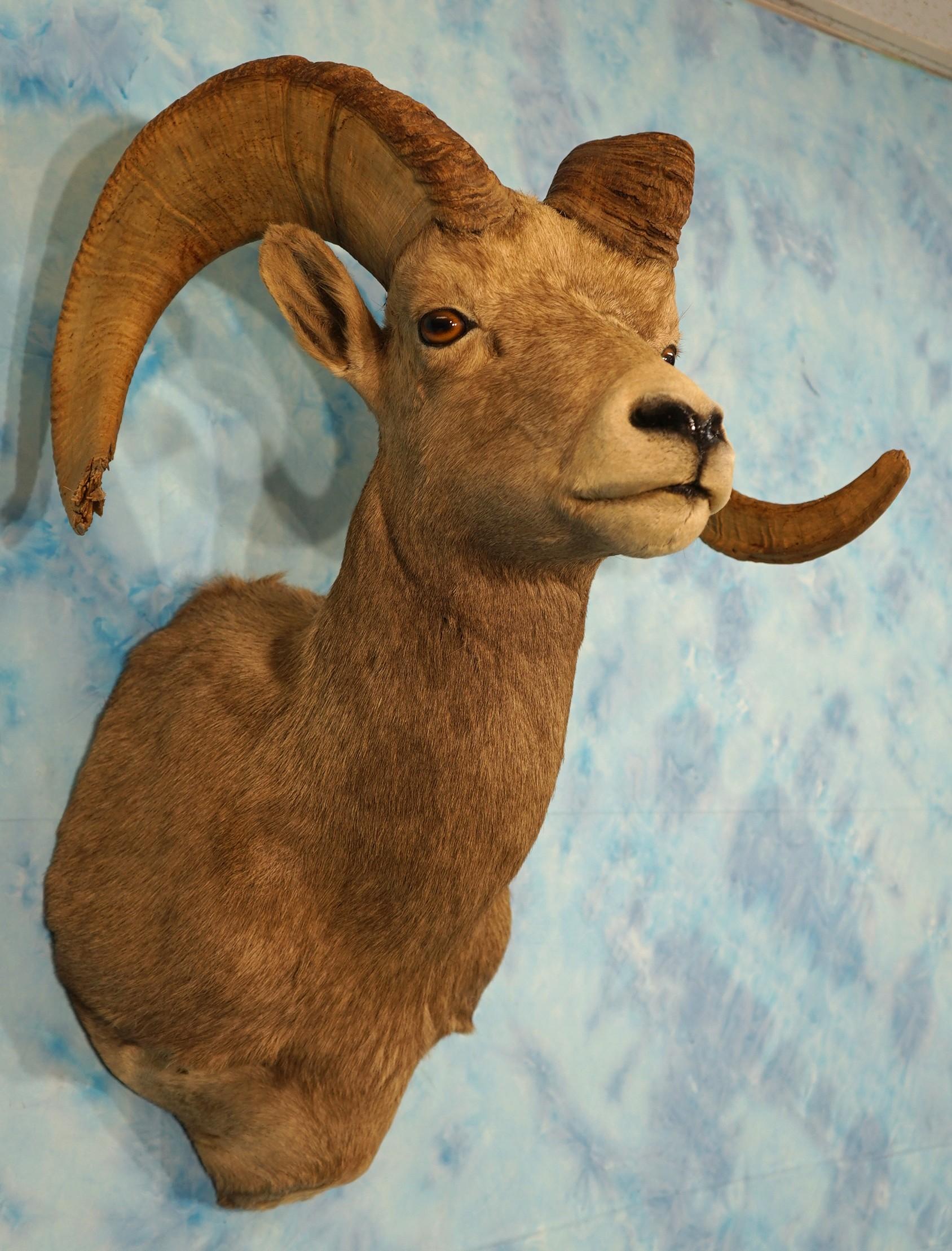 Desert Bighorn Sheep Shoulder Taxidermy Ram Mount