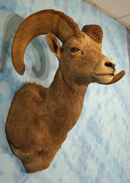 Desert Bighorn Sheep Shoulder Taxidermy Ram Mount
