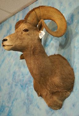 Desert Bighorn Sheep Shoulder Taxidermy Ram Mount