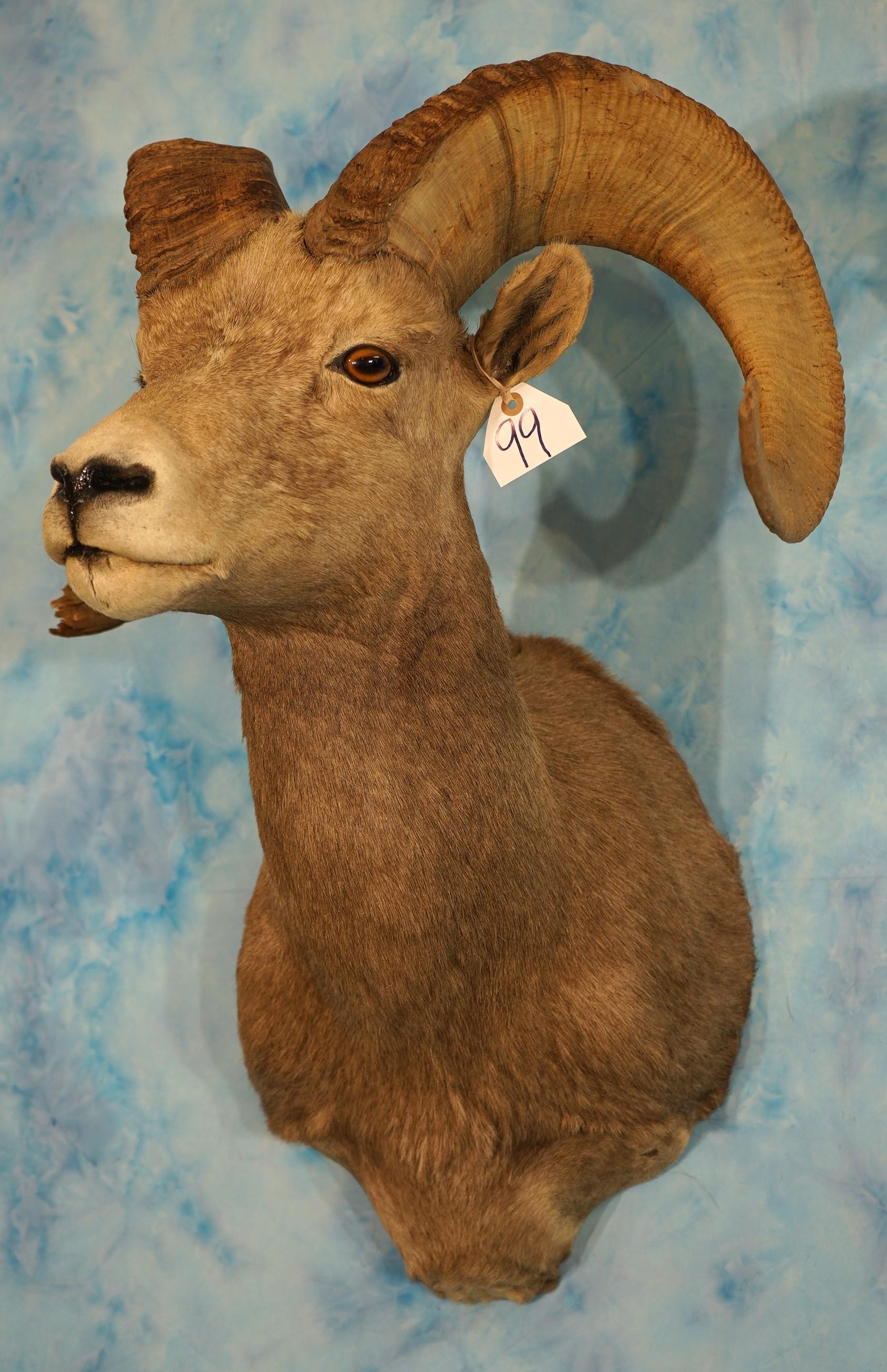 Desert Bighorn Sheep Shoulder Taxidermy Ram Mount