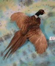 Flying Ringneck Pheasant Taxidermy Bird Mount
