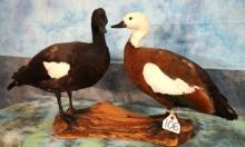 Beautiful Pair of South Pacific Paradise Ducks Taxidermy Bird Mounts