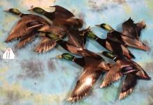 Flock of Mallard Drakes Metal Art