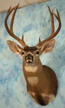 Top 3 Boone & Crockett Sitka Blacktail Deer Shoulder Taxidermy Mount