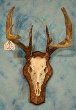 12pt. Whitetail Deer Skull on Walnut Wood Panel Taxidermy