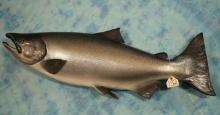 Very Nice and Large 48" Fiberglass Reproduction Alaskan King Salmon Fish Mount Taxidermy