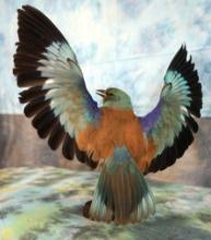 Beautiful European Blue Roller Taxidermy Bird Mount
