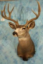 Good size Arizona Mule Deer Shoulder Taxidermy Mount