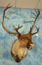 Alaskan Barren Ground Caribou Shoulder Taxidermy Mount