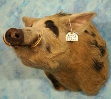 Wild Boar/Feral Hog Shoulder Taxidermy Mount