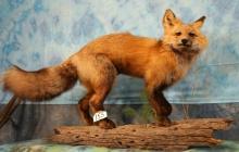 Pretty Northern Red Fox Full Body Taxidermy Mount in Habitat